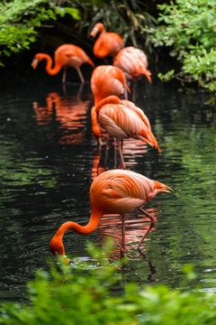 Fototapeta Red flamingo from south America