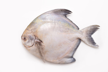 White Pomfret isolated on white background

