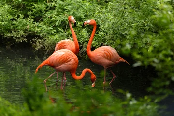 Afwasbaar Fotobehang Flamingo Rode flamingo uit Zuid-Amerika