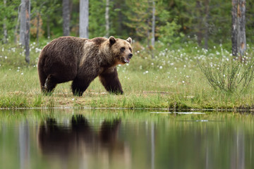 Bear next to water, bear in bog.