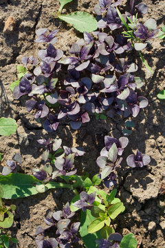 violet laves of basil. Carved leaves.