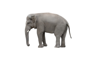 elephant on white background isolated