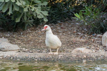 Goose in the park