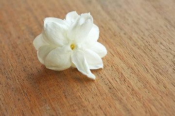 Fototapeta na wymiar White jasmine flower blooming on wood background