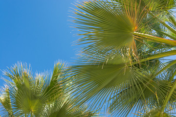 Fototapeta na wymiar Palm tree leaves close up