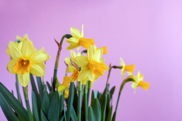Spring Easter bouquet of yellow daffodils on bright pink background with copy space.