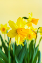 View of Easter's yellow daffodils with soft focus on yellow background.