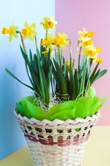 Yellow Easter's  daffodils in a festively decorated basket on blue-yellow-pink background.