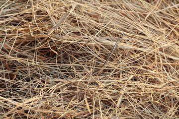 needle in a haystack/ needle in a haystack