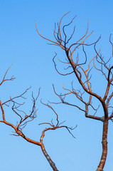 Natural tree with dead dried branches against blue sky