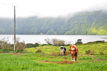 Fototapeta premium Sete Cidades Lakes, Açores, Portugal