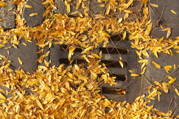 Kanaldeckel mit gelben Herbstlaub