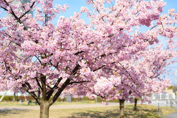 満開の桜