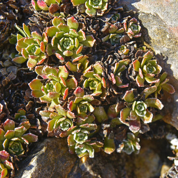   saxifraga paniculata plant
