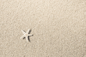 Starfish on the beach