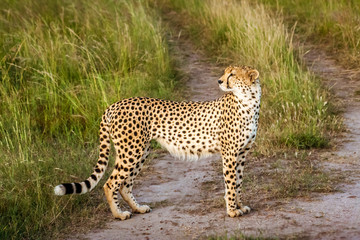 Cheetah (Acinonyx jubatus)