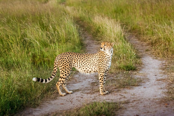 Cheetah (Acinonyx jubatus)
