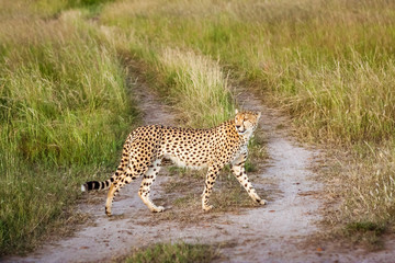 Cheetah (Acinonyx jubatus)