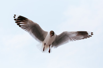 seagull