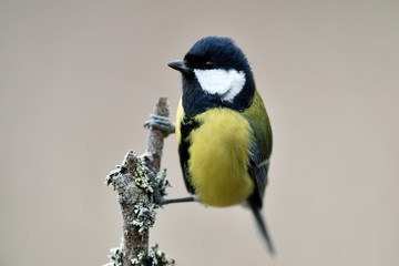 Great Tit (Parus Major) on a branch