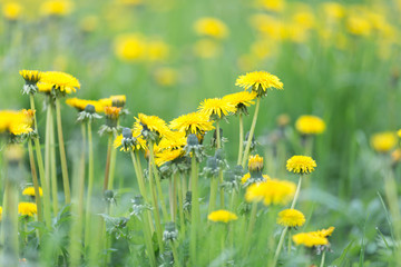 Obraz premium Meadow with yellow blooming dandelions