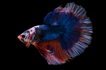 Halfmoon Betta Fish