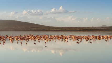 Fototapeta na wymiar Flocks of pink flamingos
