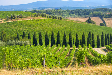 Fototapeta premium Summer landscape in the Chianti region (Tuscany)