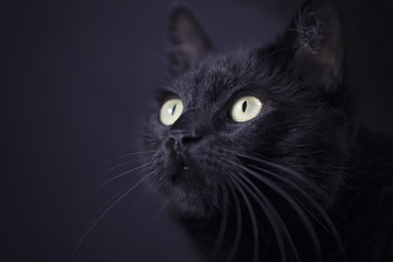 Black cat
