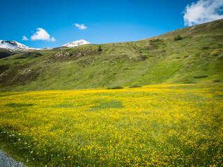 field in the mountains with golden yellow botton flowers