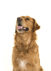 Portrait of a golden retriever looking up with it tongue out on a white background