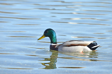 duck