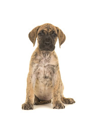 Pretty brindle great dane puppy sitting looking at the camera isolated on a white background