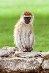 Vervet Monkey (Chlorocebus Pygerythrus)