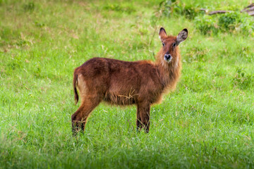Young brown antelope Waterbuck