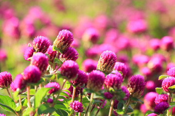 Pink Globe Amaranths on Natural background (Gomphrena Martiana)