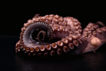 Octopus Seafood Krake