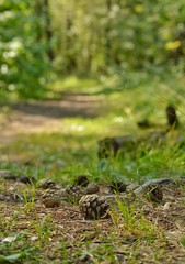 forest paths
