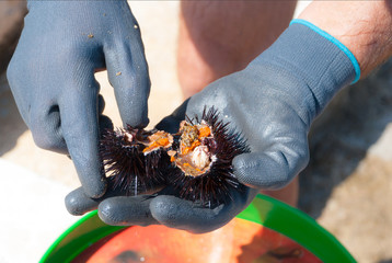 Opening a sea urchin - 196493164
