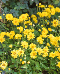 Chrysanthemum flowers bloom in garden