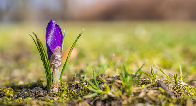 Spross einer Krokusse Pflanze