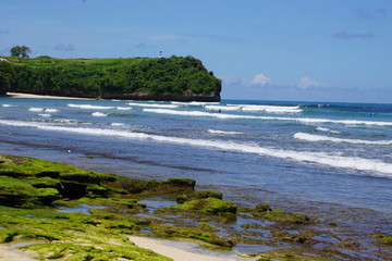 sea grass weed on a stone moss in Bali at the beach