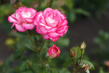 Beautiful pink roses in garden
