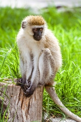 Vervet Monkey (Chlorocebus Pygerythrus)