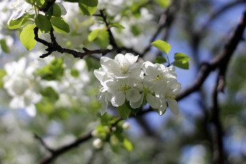 Flowering Apple Tree against in Spring