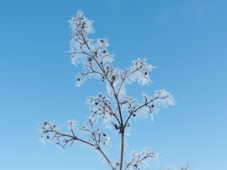 Sunlight on ice crystals
