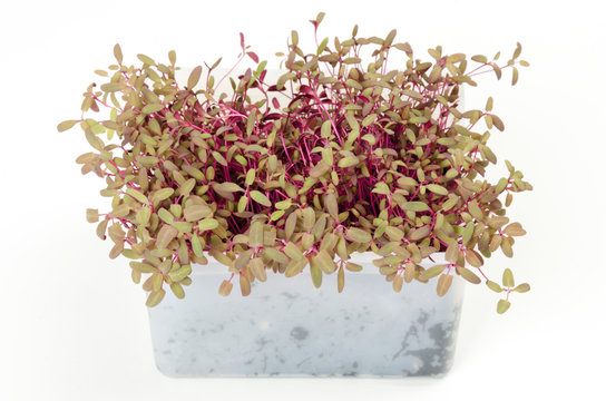 Red garden orache microgreen in white plastic container. Reddish shoots of Atriplex hortensis. Red orach sprouts. Arrach. Mountain or french spinach. Macro food photo, close up, front view over white.