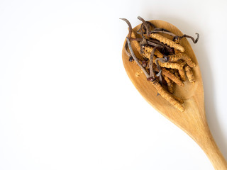 Group of Ophiocordyceps sinensis or mushroom cordyceps this is a herbs placed on wooden spoon on white isolated background. on wooden table. National organic medicine.