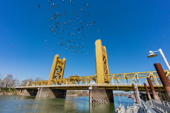 Groups of pigeons flying over the famous tower bridge of Sacramento