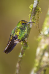 Fototapeta premium Coppery-headed Emerald - Elvira cupreiceps, beautiful small green hummingbird from Costa Rica La Paz.